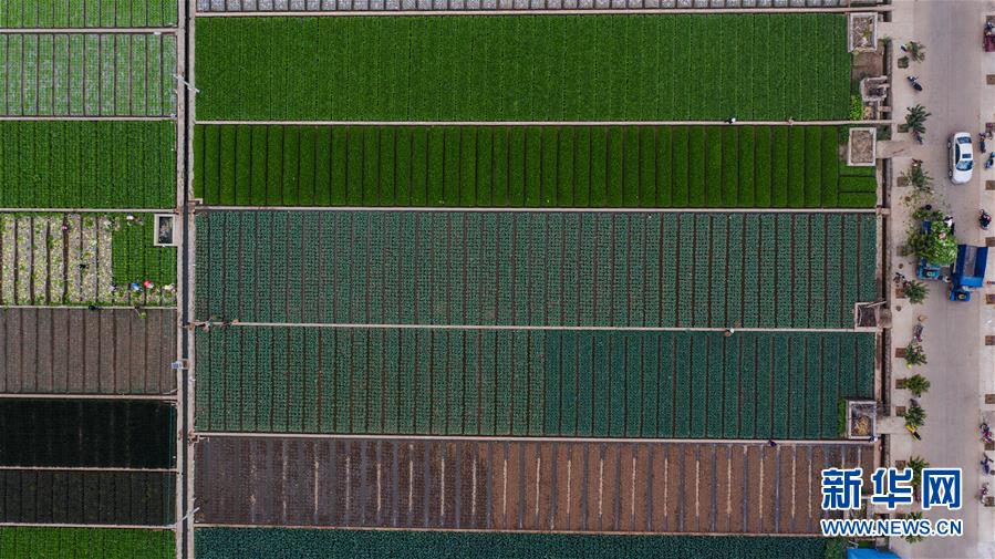 （抓好春耕備耕 穩(wěn)住農(nóng)業(yè)生產(chǎn)·圖文互動(dòng)）（1）“栽種的是菜苗，收獲的是希望”——云南蔬菜集散地通海縣春耕見(jiàn)聞 