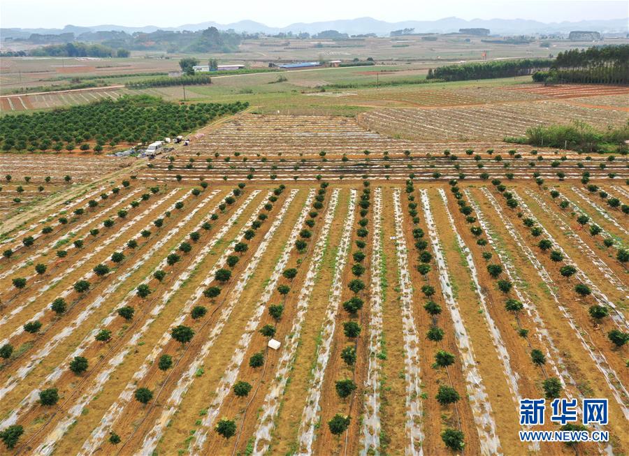 （抓好春耕備耕 穩住農業生產·圖文互動）（1）農時不等人 扶貧不能拖——種瓜大村春耕生產見聞 