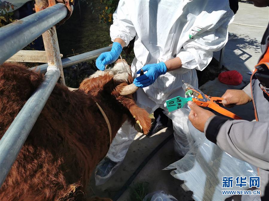 (決戰決勝脫貧攻堅·圖文互動)(1)脫貧“不暫停” 服務“不打烊”——天津通過“云端”幫扶為甘肅受援地區戰貧繼續助力