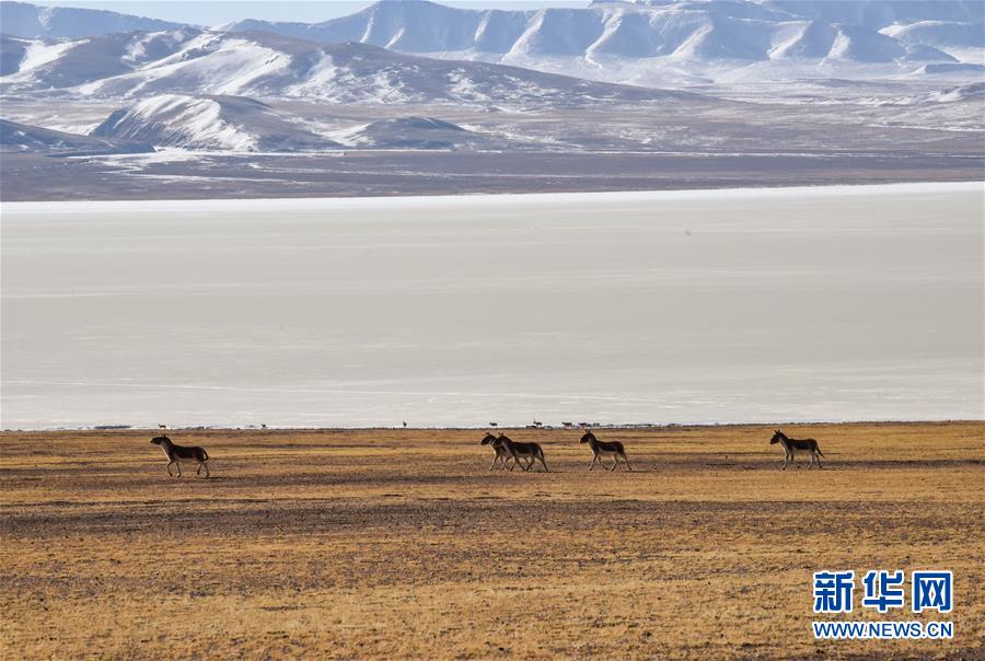 （新華全媒頭條·圖文互動）（3）跨越半個世紀的生命遷徙——西藏極高海拔生態搬遷破解人與自然共生難題