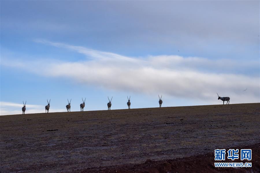 （新華全媒頭條·圖文互動）（1）跨越半個世紀的生命遷徙——西藏極高海拔生態搬遷破解人與自然共生難題