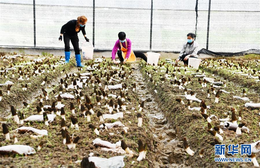 (決戰(zhàn)決勝脫貧攻堅(jiān)·圖文互動(dòng))(1)天然“寶貝”促增收——貴州錦屏縣培育扶貧產(chǎn)業(yè)見聞