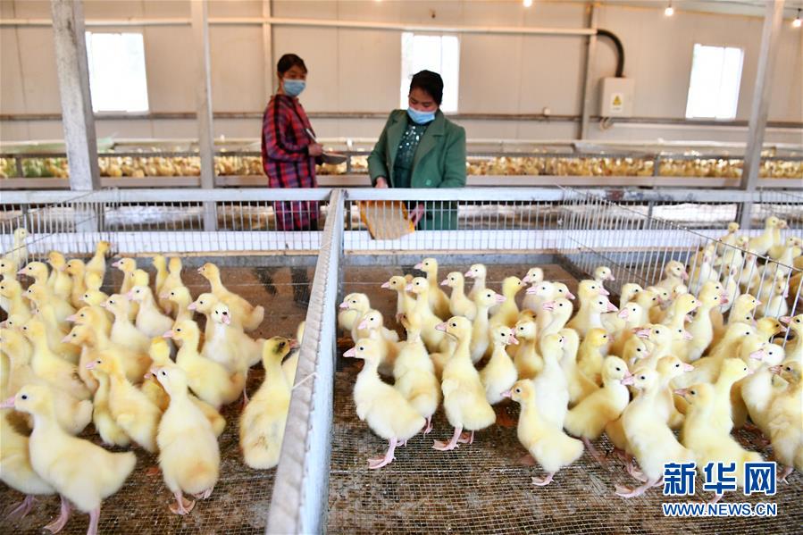 (決戰(zhàn)決勝脫貧攻堅(jiān)·圖文互動(dòng))(2)天然“寶貝”促增收——貴州錦屏縣培育扶貧產(chǎn)業(yè)見聞