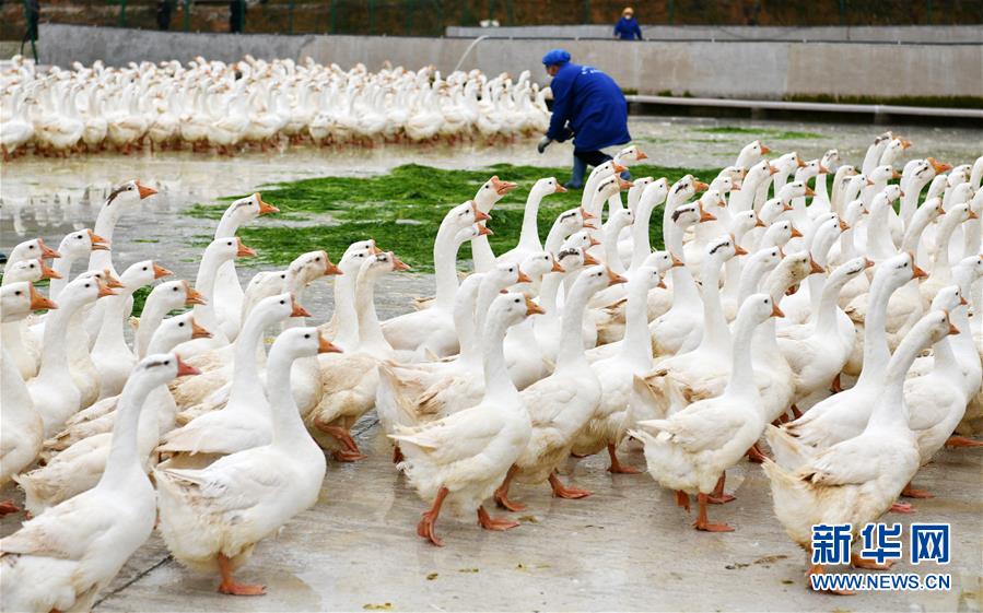 (決戰(zhàn)決勝脫貧攻堅(jiān)·圖文互動(dòng))(3)天然“寶貝”促增收——貴州錦屏縣培育扶貧產(chǎn)業(yè)見聞