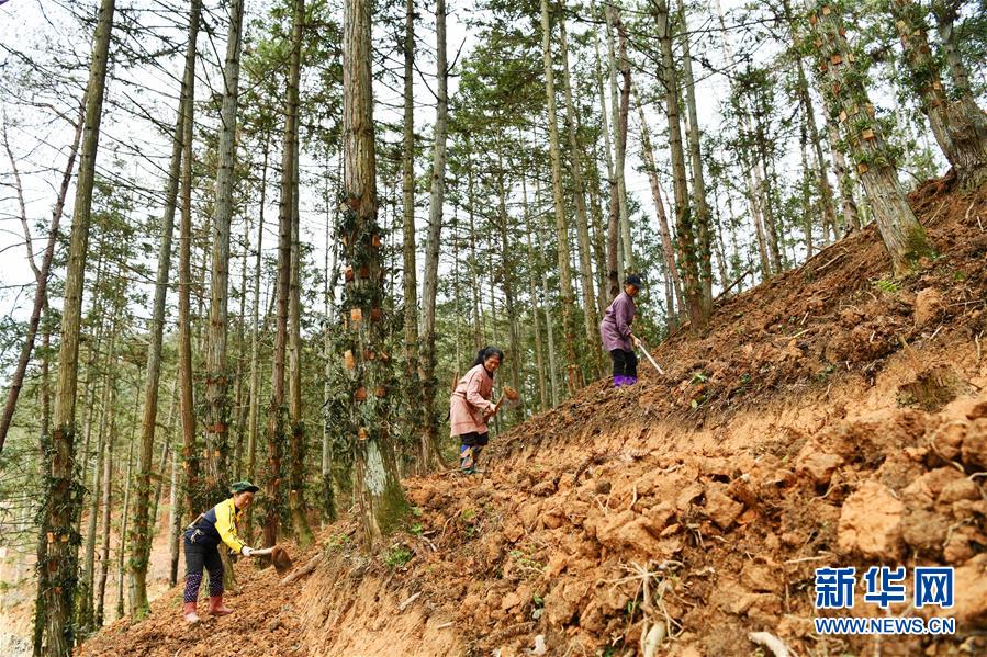 (決戰(zhàn)決勝脫貧攻堅(jiān)·圖文互動(dòng))(4)天然“寶貝”促增收——貴州錦屏縣培育扶貧產(chǎn)業(yè)見聞