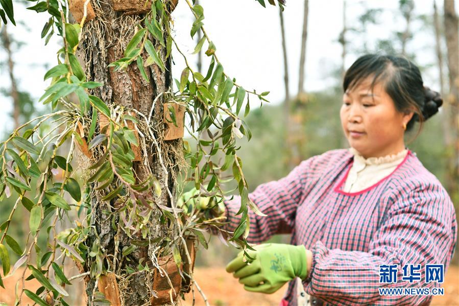 (決戰(zhàn)決勝脫貧攻堅(jiān)·圖文互動(dòng))(5)天然“寶貝”促增收——貴州錦屏縣培育扶貧產(chǎn)業(yè)見聞