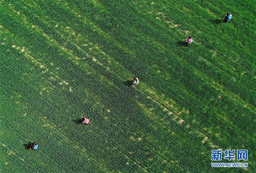 (新華全媒頭條·圖文互動)(5)春天,匯聚復蘇的力量——寫在2020年首季中國經濟收官之際