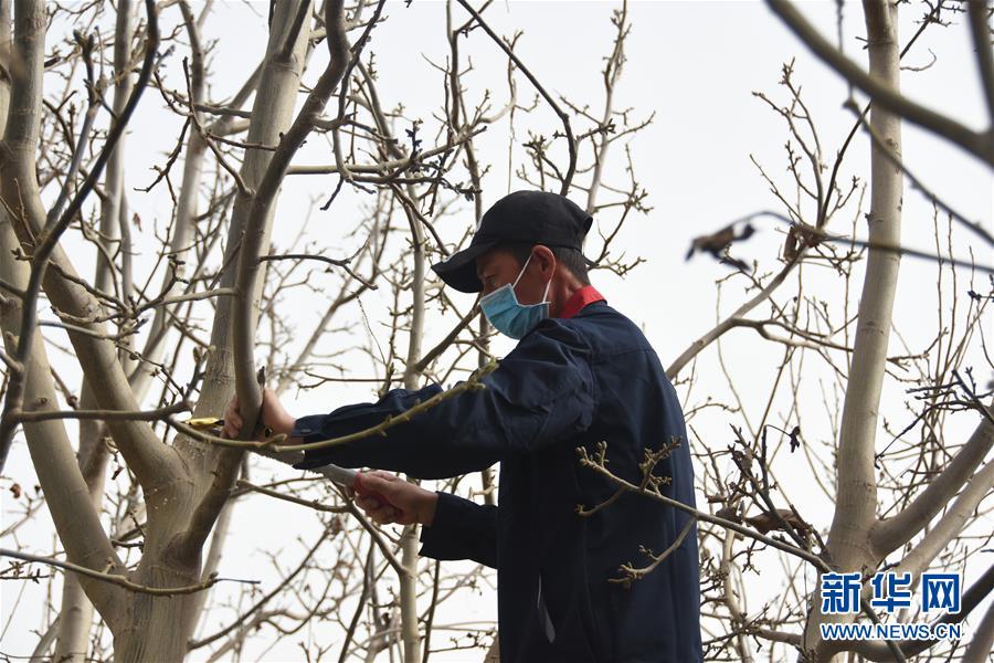 (決戰決勝脫貧攻堅·圖文互動)(2)南疆林果合作社百人技術隊的“核桃雄心”