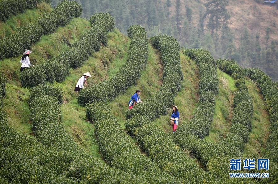 （決戰決勝脫貧攻堅·圖文互動）（3）田野“變奏”讓薄土“生金”——貴州農村產業革命助推脫貧攻堅見聞