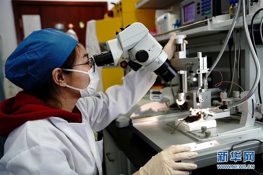 (圖文互動)(2)攻擊行為如何被大腦控制?科學家在小鼠大腦中發現“調節開關”