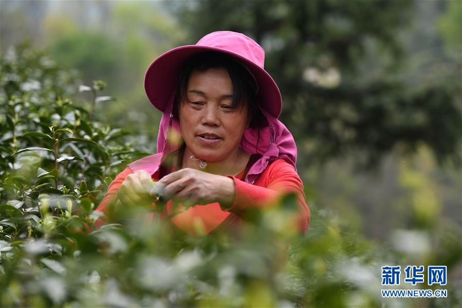 (新華全媒頭條·圖文互動)(2)紅土地上的“綠色減貧”決戰——大別山“將軍縣”金寨脫貧紀實