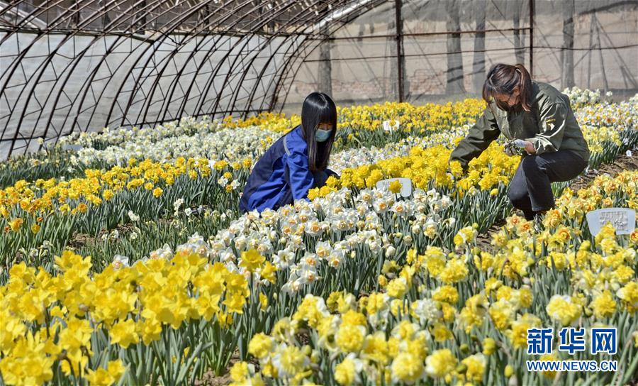 （圖文互動）（6）這座小城，鐫刻下怎樣的“世園印記”——北京世園會開園一周年探訪延慶