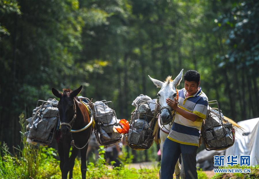 (決戰決勝脫貧攻堅·圖文互動)(5)老余賣騾子
