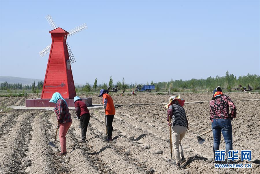 (決戰(zhàn)決勝脫貧攻堅(jiān)·圖文互動(dòng))(1)在“石頭灘”耕耘“紫色夢想”