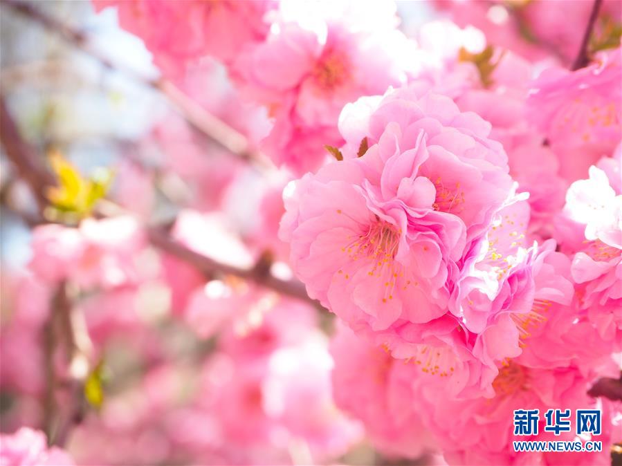 (圖文互動)(3)特寫:西寧花事