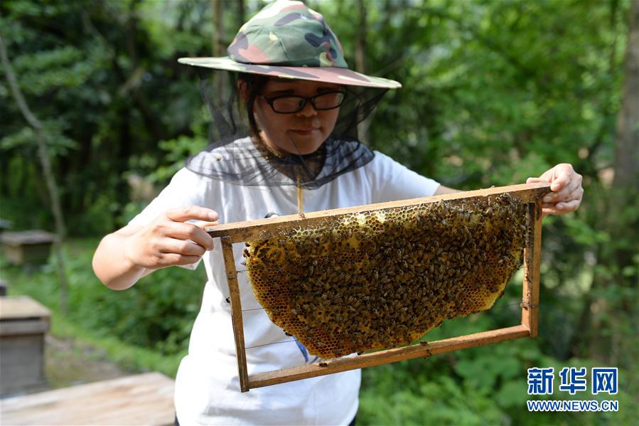 (決戰決勝脫貧攻堅·圖文互動)(3)“蜂妹子”楊春竹:鄉村發展需要年輕人”