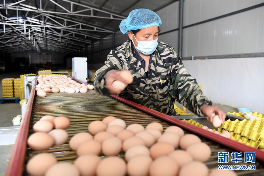 (決戰決勝脫貧攻堅·圖文互動)(1)河南汝陽:發展特色種植養殖產業助力農民脫貧