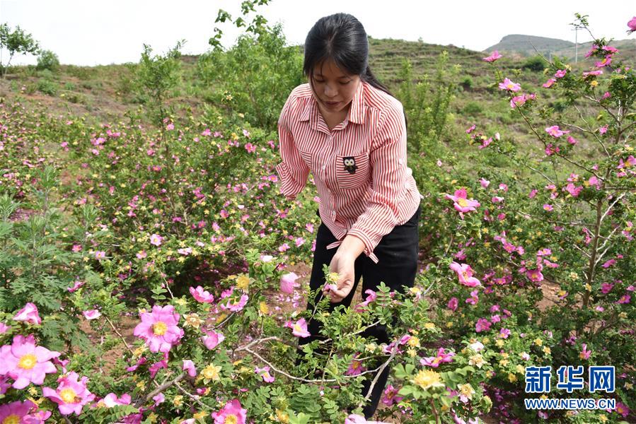 （新華全媒頭條&middot;圖文互動）（11）刺梨花開滿山紅&mdash;&mdash;記在貴州脫貧攻堅(jiān)一線奮斗的殘疾人