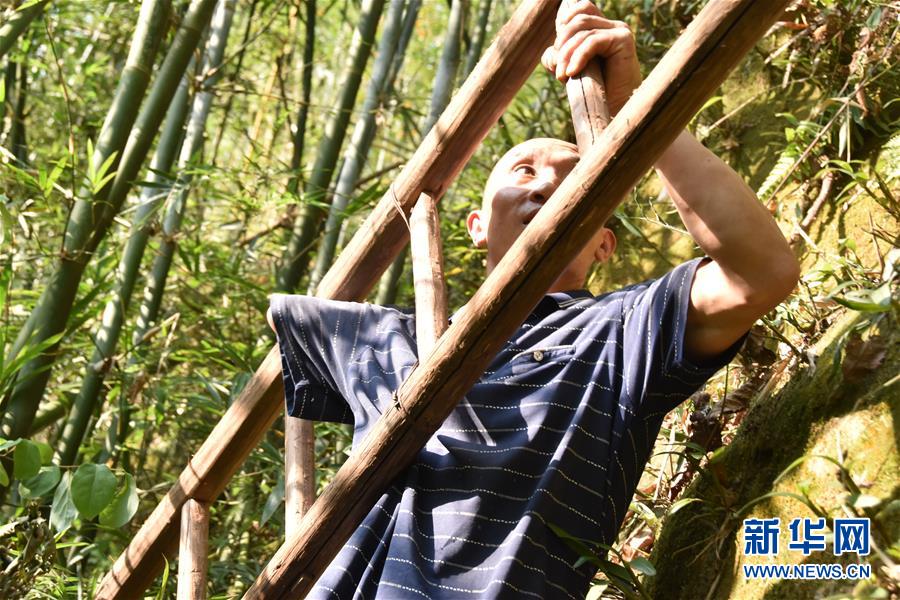 （新華全媒頭條&middot;圖文互動）（12）刺梨花開滿山紅&mdash;&mdash;記在貴州脫貧攻堅(jiān)一線奮斗的殘疾人