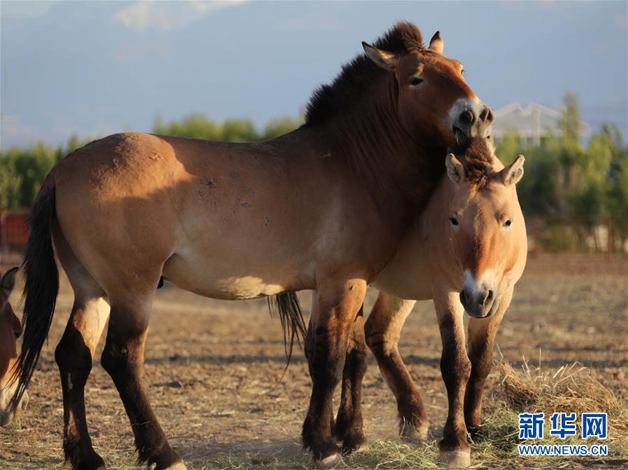 (圖文互動(dòng))(1)新疆為普氏野馬瘦身強(qiáng)體