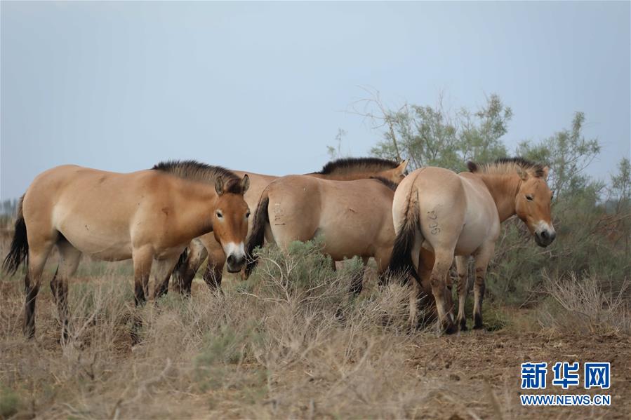 (圖文互動(dòng))(2)新疆為普氏野馬瘦身強(qiáng)體