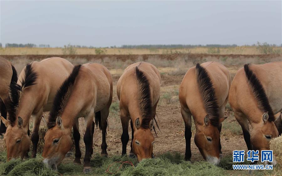 (圖文互動(dòng))(4)新疆為普氏野馬瘦身強(qiáng)體