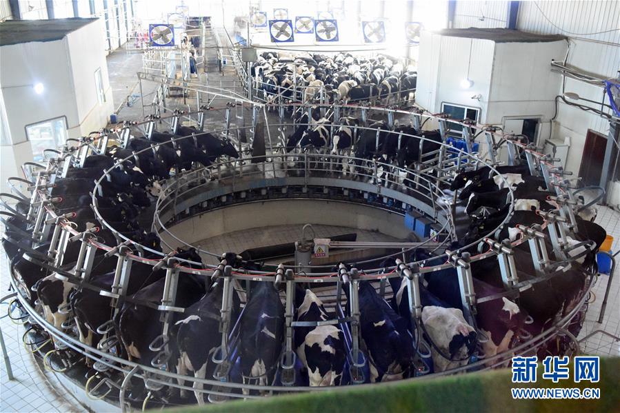 (圖文互動)(2)烏魯木齊:實(shí)施“哺育工程” 23萬余學(xué)齡前兒童免費(fèi)喝牛奶