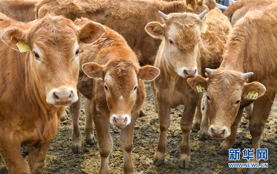 (決戰(zhàn)決勝脫貧攻堅·圖文互動)(6)長白山下唱新篇——吉林延邊州脫貧攻堅觀察