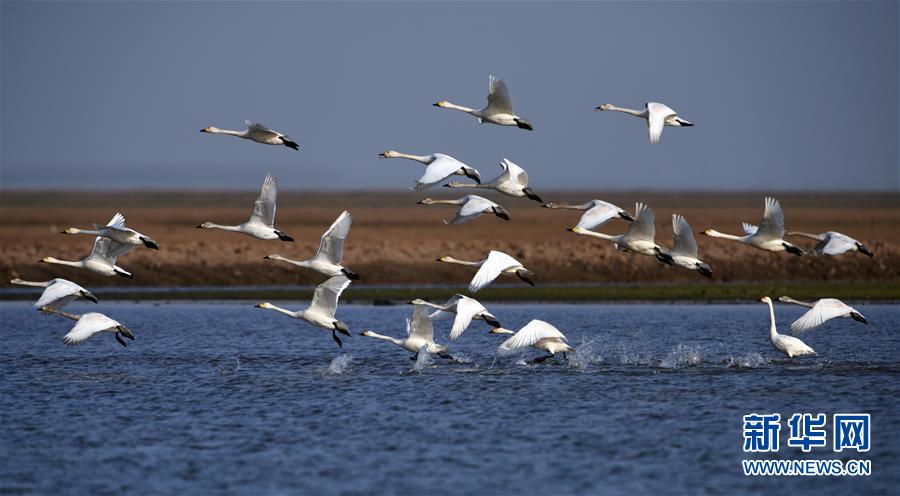 (新華全媒頭條·圖文互動)(10)大湖新歌——我國兩大淡水湖全面生態修復進行時