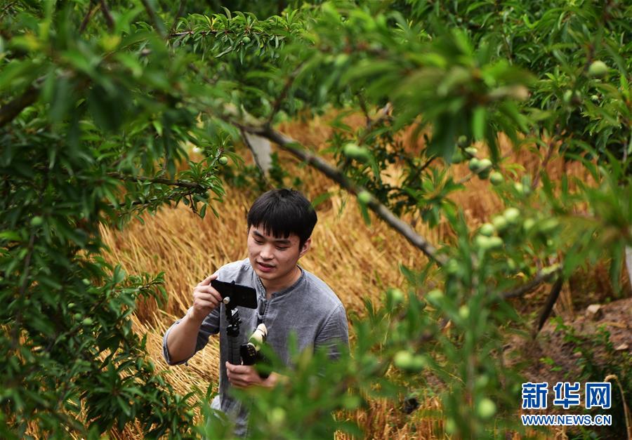 (新華全媒頭條·圖文互動)(4)待到滿山紅葉時——三峽重慶庫區(qū)踐行新發(fā)展理念面面觀