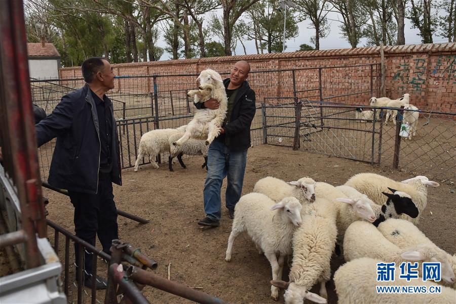 (決戰決勝脫貧攻堅·圖文互動)(2)“活羊經紀人”老白