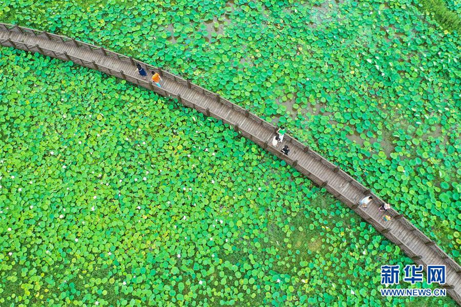 #(社會(huì))(5)賞荷度端午