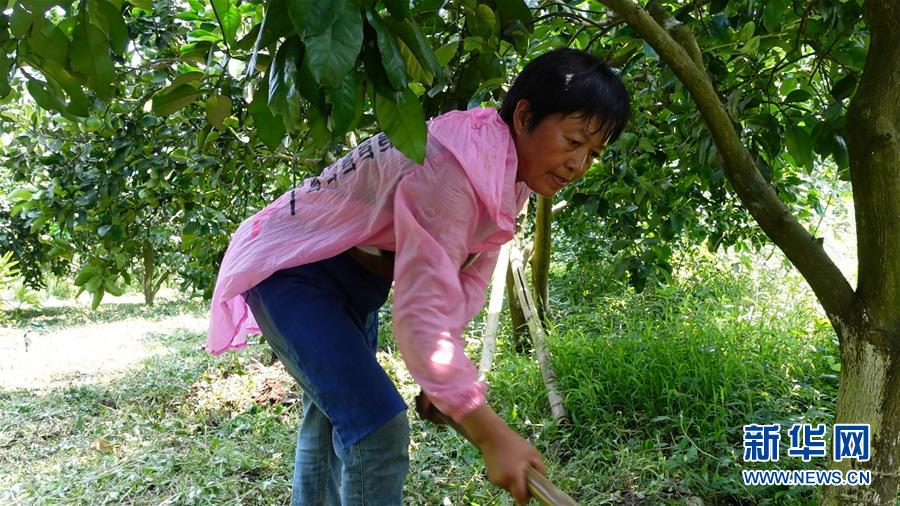 (新華網·決戰決勝脫貧攻堅·圖文互動)(2)貴州思南:強村帶弱村 “抱團”促增收