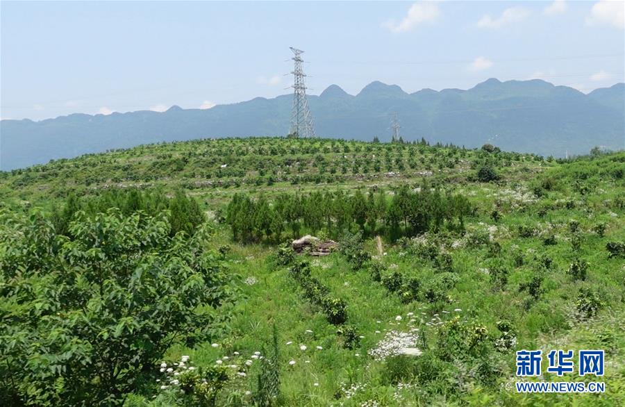 (新華網·決戰決勝脫貧攻堅·圖文互動)(3)貴州思南:強村帶弱村 “抱團”促增收