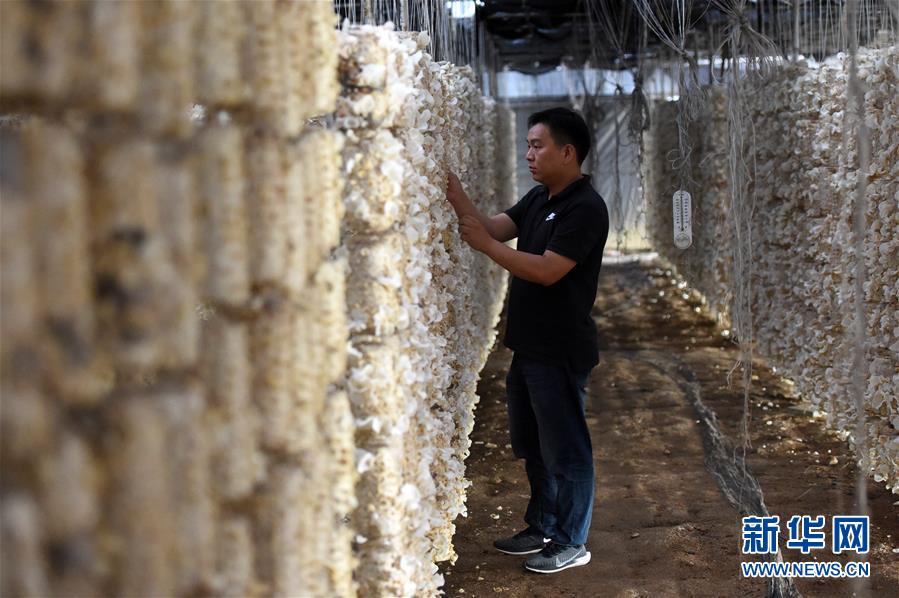  （新華全媒頭條&middot;圖文互動）（7）青春，在希望的田野上&mdash;&mdash;大別山區(qū)尋訪&ldquo;城歸&rdquo;大學(xué)畢業(yè)生