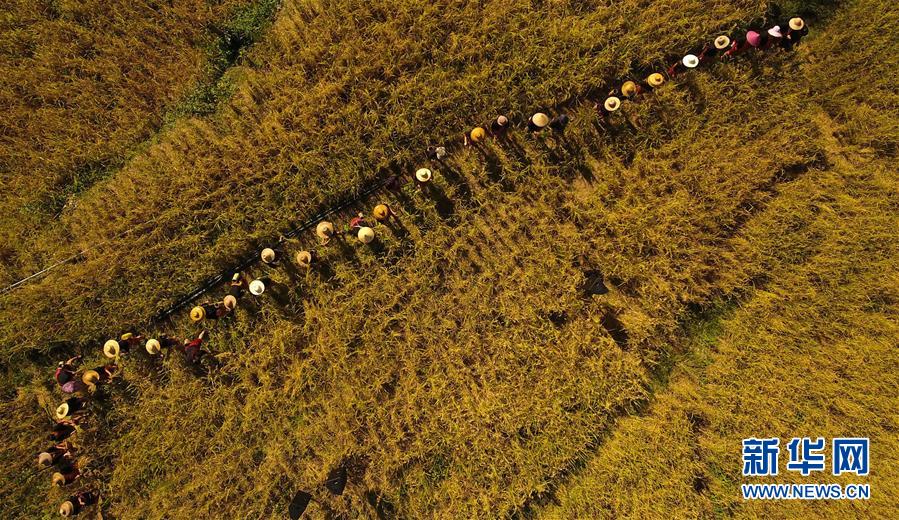 (走向我們的小康生活·圖文互動)(2)黎苗山鄉種養“老行當”擦亮“綠色牌”