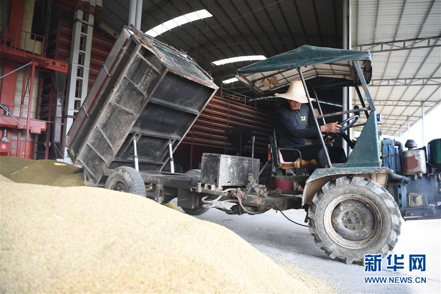 (防汛抗洪·圖文互動)(2)洞庭湖畔打響糧食保衛戰
