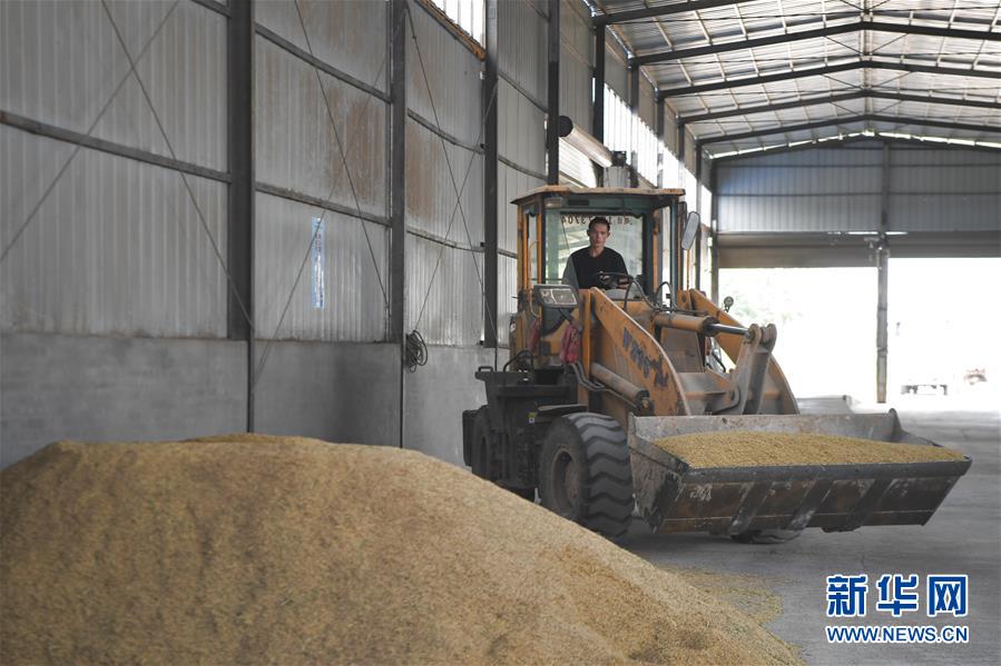 (防汛抗洪·圖文互動)(3)洞庭湖畔打響糧食保衛戰