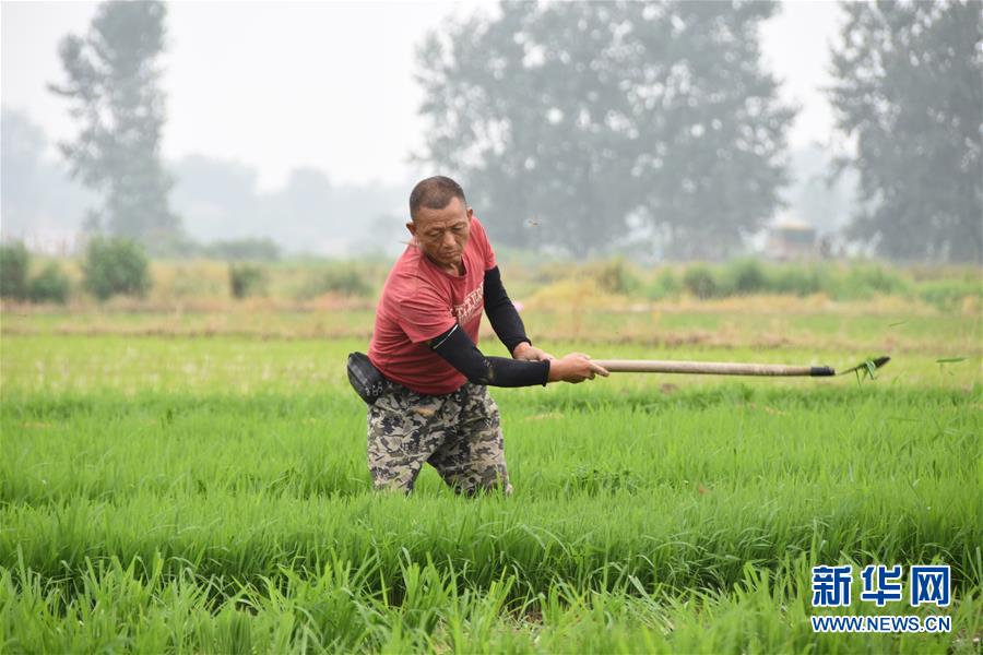 (防汛抗洪·圖文互動)(4)洞庭湖畔打響糧食保衛戰