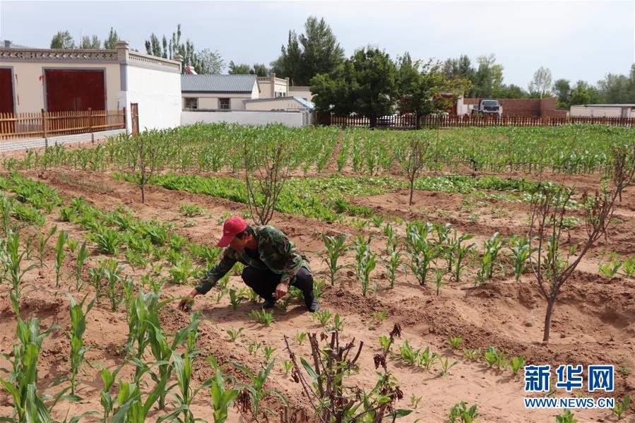 (鄉村振興·圖文互動)(1)內蒙古伊金霍洛旗:自家生豬基地養 環境好來收入旺