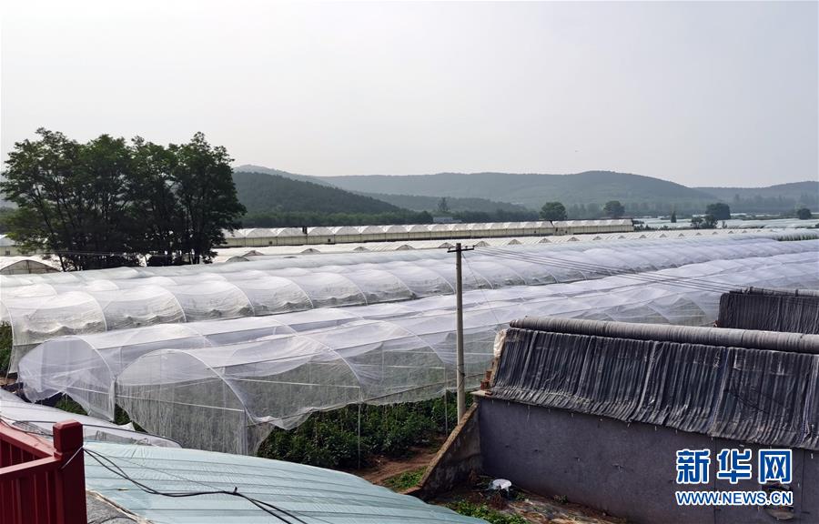 (決戰(zhàn)決勝脫貧攻堅·圖文互動)(2)西紅柿小鎮(zhèn)的“致富經(jīng)”