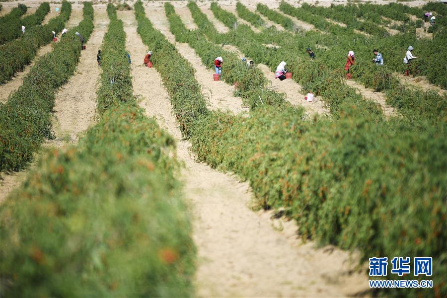 (新華全媒頭條·走向我們的小康生活·圖文互動)(7)23萬人的命運轉折——我國最大易地生態移民安置區的脫貧密碼