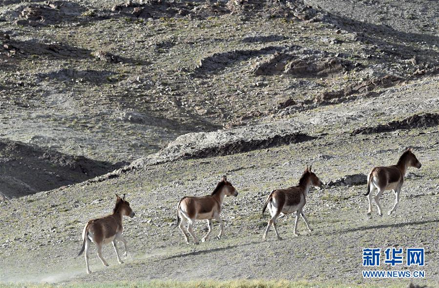 （在習近平新時代中國特色社會主義思想指引下——新時代新作為新篇章·習近平總書記關切事·圖文互動）（1）綠色映底蘊，山水見初心——生態優先、綠色發展持續造福群眾美好生活