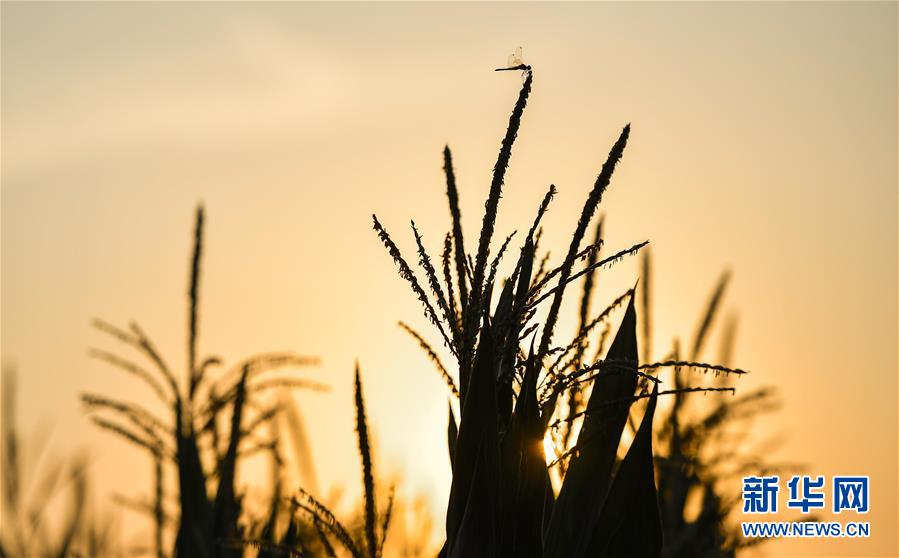（在習(xí)近平新時(shí)代中國(guó)特色社會(huì)主義思想指引下&mdash;&mdash;新時(shí)代新作為新篇章&middot;習(xí)近平總書(shū)記關(guān)切事&middot;圖文互動(dòng)）（1）為黑土加&ldquo;油&rdquo;&mdash;&mdash;&ldquo;耕地中的大熊貓&rdquo;，我們這樣保護(hù)