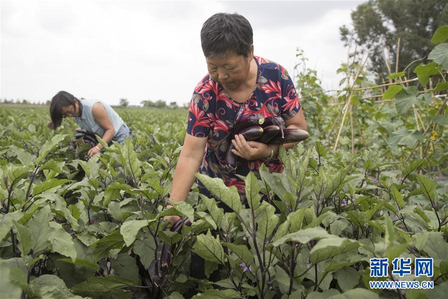 （決戰決勝脫貧攻堅&middot;圖文互動）（1）幸福村的幸福&ldquo;菜&rdquo;事