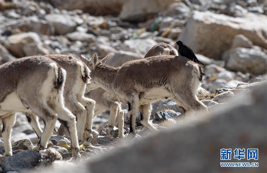 (圖文互動)(3)“最美第三極”:筑起生態文明高地