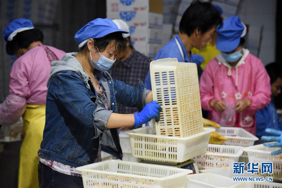 (走向我們的小康生活·圖文互動)(6)長島漁民的扇貝喜事:從請客求人買到供不應求