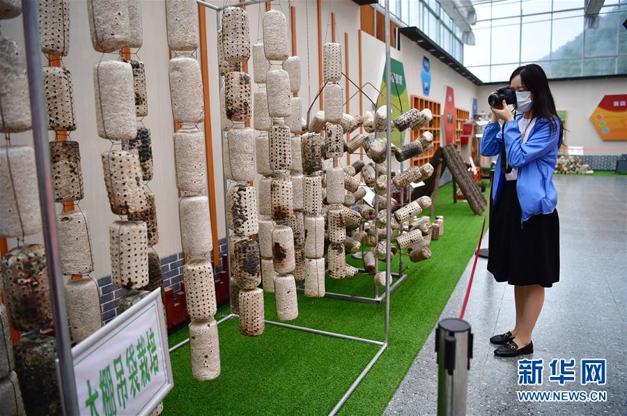 （走向我們的小康生活&middot;圖文互動）（6）綠了青山，紅了日子&mdash;&mdash;秦巴山區群眾繪出小康&ldquo;調色板&rdquo;