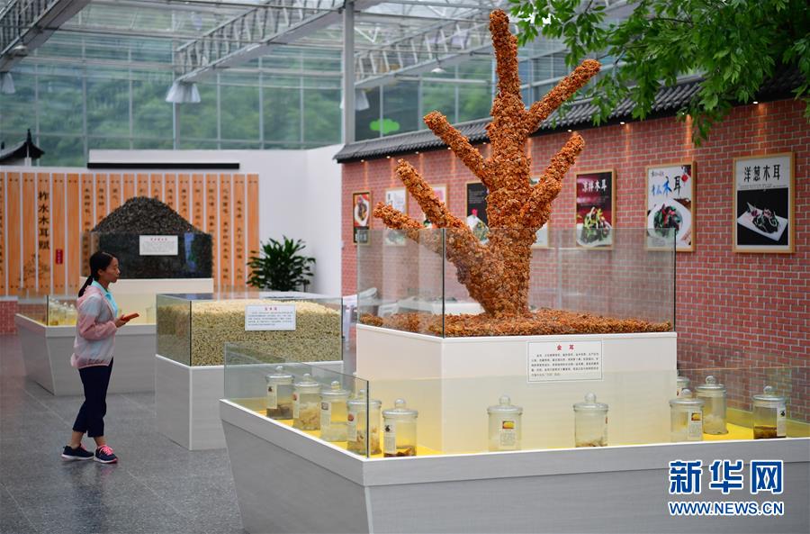 （新華全媒頭條&middot;走向我們的小康生活&middot;圖文互動）（4）蹚出綠色小康路&mdash;&mdash;陜南秦巴山區的脫貧答卷