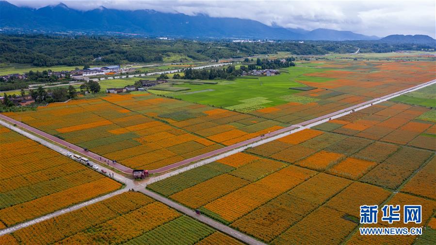 (圖文互動)(1)幸福花開——高黎貢山下“萬畝花海”帶富美麗鄉村